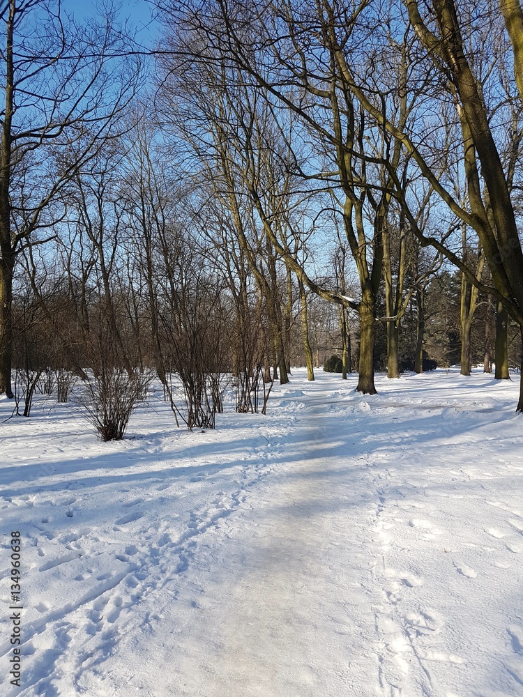 Fototapeta premium Park zimą