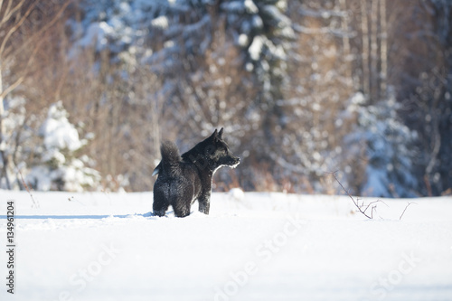 Russo-European Laika  winter Huskies