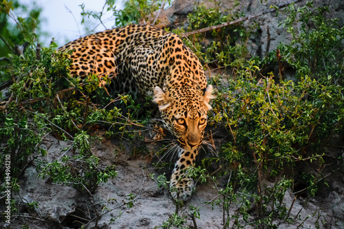 Female leopard on the move