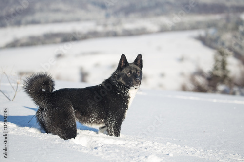 Russo-European Laika, winter Huskies