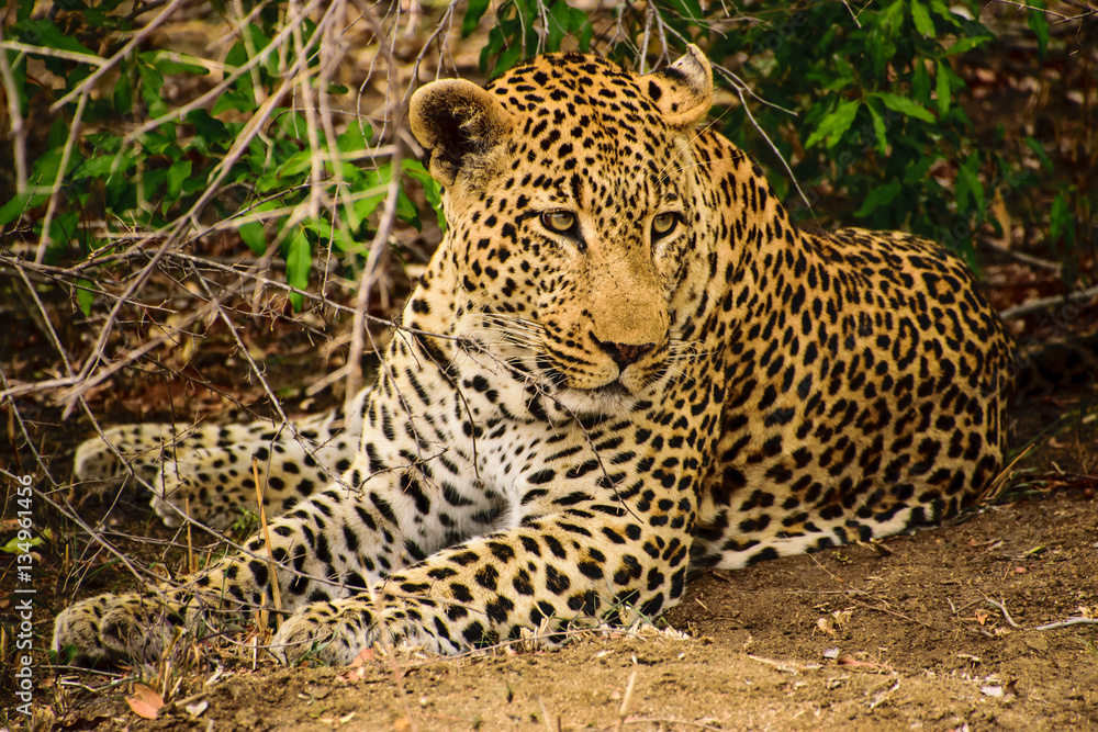 Handsome male leopard resting Handsome male leopard resting