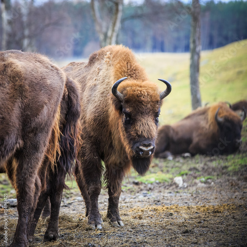 European Bison, bison bonasus © ellenamani