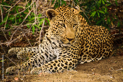 Handsome male leopard resting