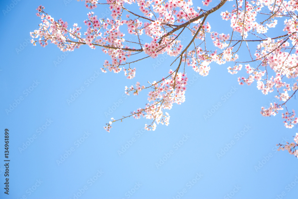 Fototapeta premium Branches of wild Himalayan cherry (Prunus cerasoides) with vibrant pink cherry blossoms on their branches on bright blue sky background in Japanese tone with copy space (soft focus)