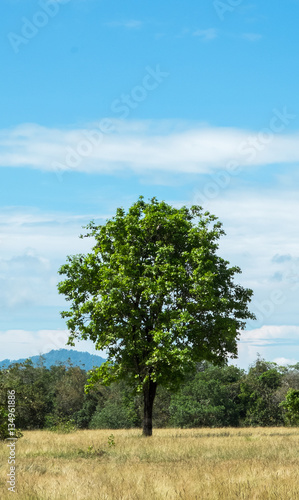 Big Single Tree Standing Alone in The Green Field for Tourist to Rest with Big Mountains and Blue Sky in Background