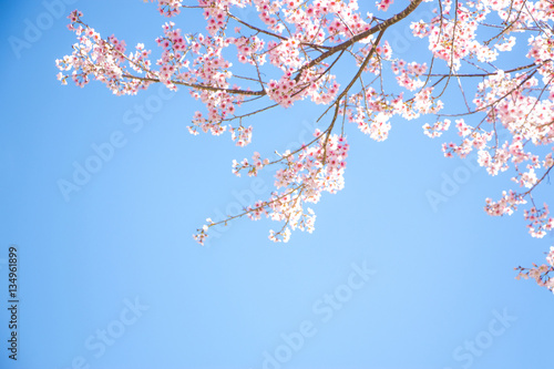 Branches of wild Himalayan cherry (Prunus cerasoides) with vibrant pink cherry blossoms on their branches on bright blue sky background in Japanese tone with copy space (soft focus)