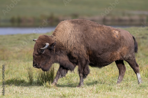 American Bison, Buffalo standing in a grassy meadow in Canada