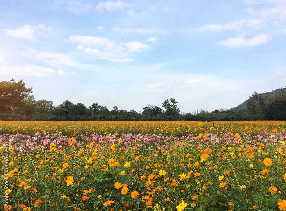 Big Spring Fields Concept. Meadow with Blooming Various Color Orange, Pink and White Cosmos Flowers in Spring Season with Mountain and Blue Sky and Could as Copyspace to input Text in Sunny Day