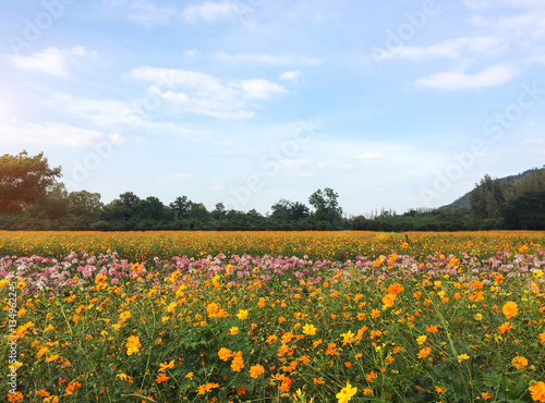 Big Spring Fields Concept. Meadow with Blooming Various Color Orange, Pink and White Cosmos Flowers in Spring Season with Mountain and Blue Sky and Could as Copyspace to input Text in Sunny Day