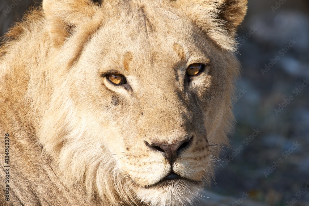 Fototapeta premium Lion