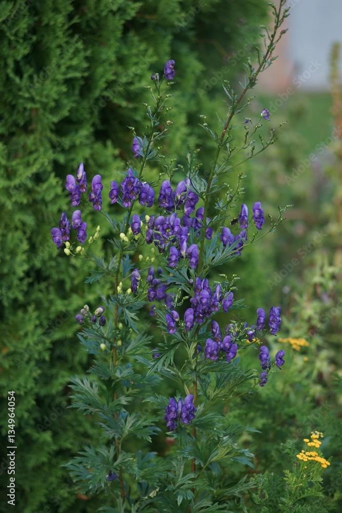Obraz premium Aconite.