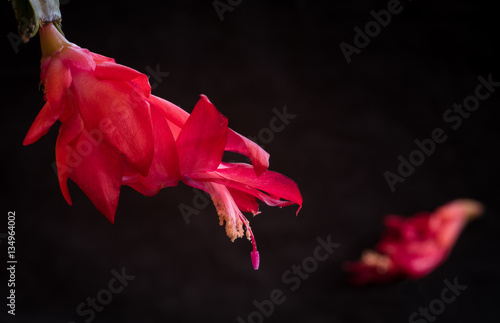 Close-up details of Red Christmas cactus flower, Schlumbergera truncata cacti ready to fall.
