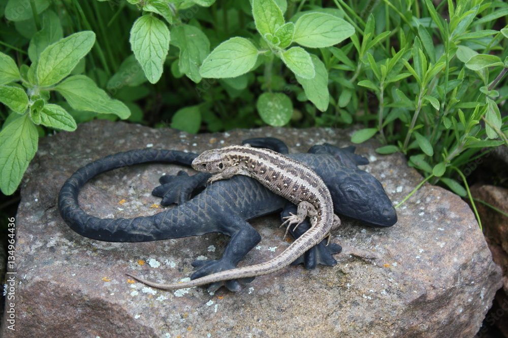 Obraz premium Zauneidechse, Reptil, Tier mit Gartenschmuck, Natur,