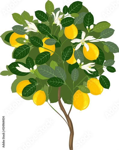 Small lemon tree with flowers