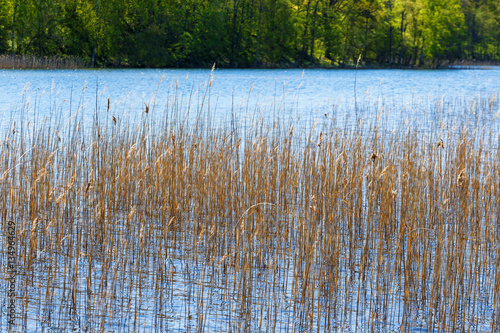 Reeds in the lake in summer