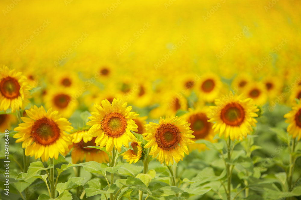 Obraz premium Sunflower field