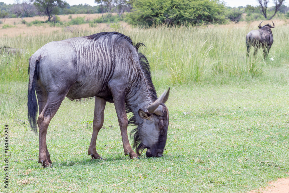 Naklejka premium Blue wildebeest (Connochaetes taurinus)