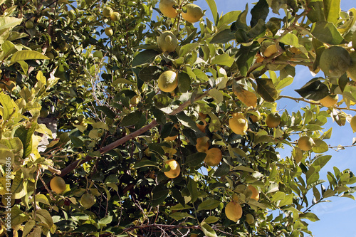 Tree with fruit lemon