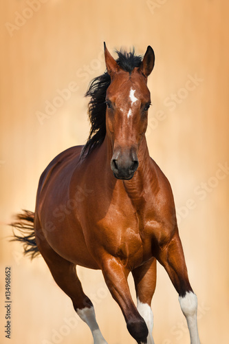 Bay horse portrait in motion on light background
