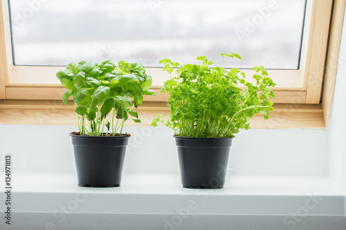 basil and parsley kitchen herbs