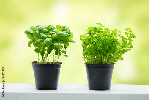 basil and parsley in pots