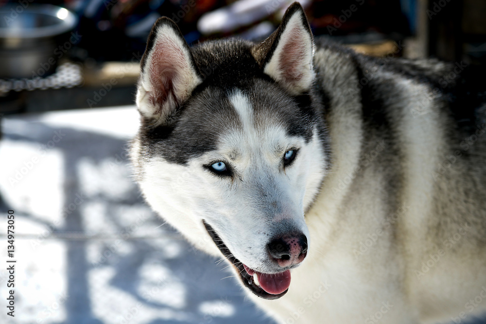 Dog Sled Alaskan Malamute blue eyes