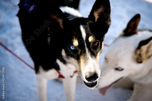 Dog Sled Blue and Brown eyes facee photo