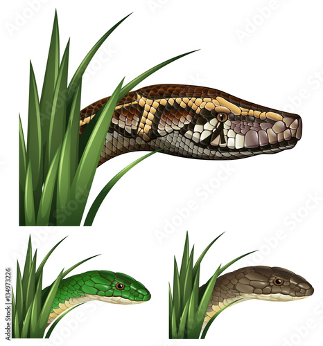 Dangerous snakes in the bush