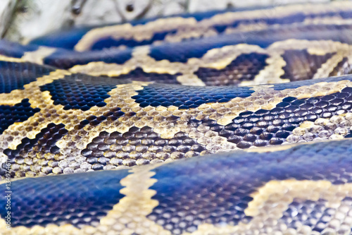 Photo of snake skin close up in zoo