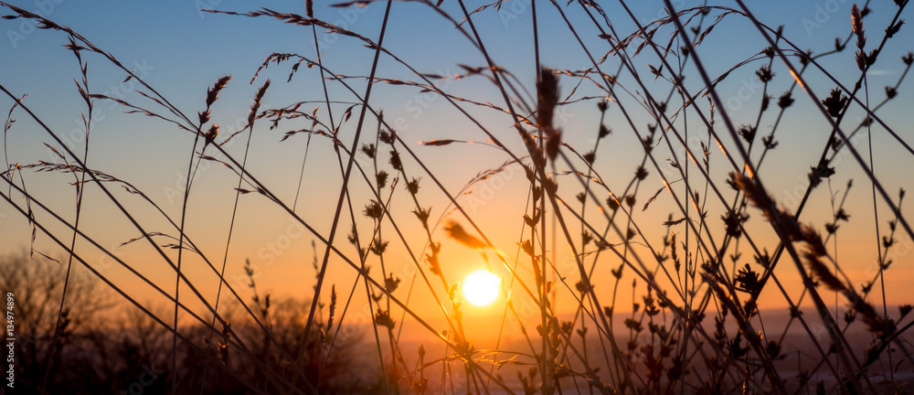 Fototapeta premium Grass silhouette at sunset.