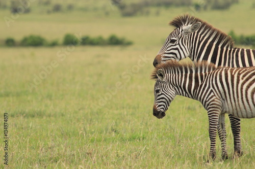Two  Zebras in Kenya