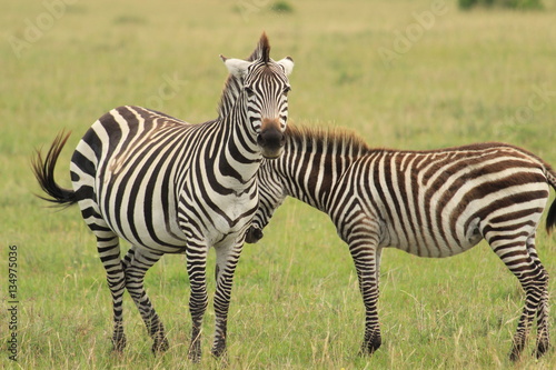 Two  Zebras in Kenya
