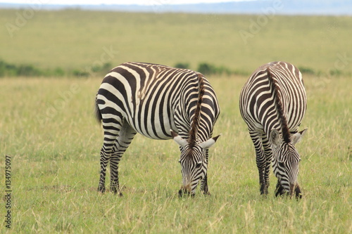 Two Zebras in Kenya