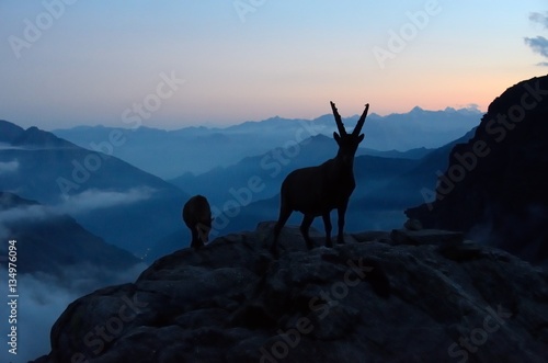 Capra ibex at dusk, Aosta Valley, Italy