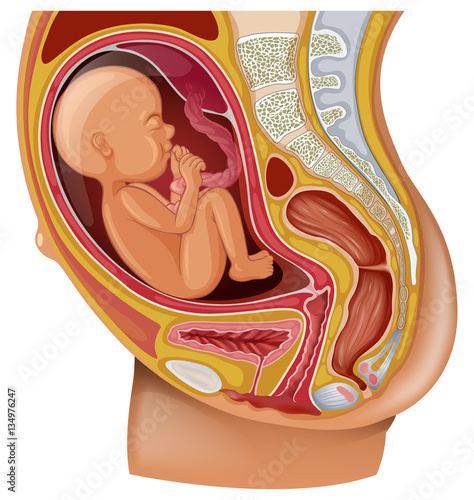 Diagram showing pregnant woman with baby