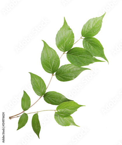 branch of a green plant isolated on white background. © g215