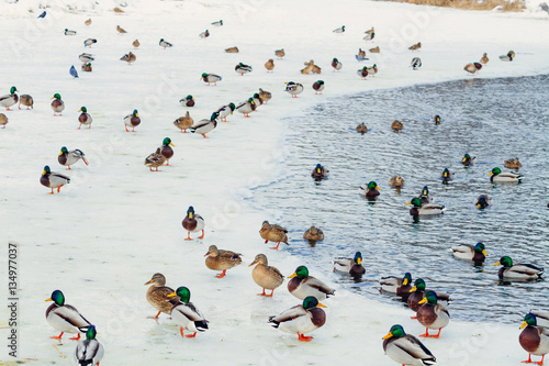Photo flocks of ducks on the lake swim