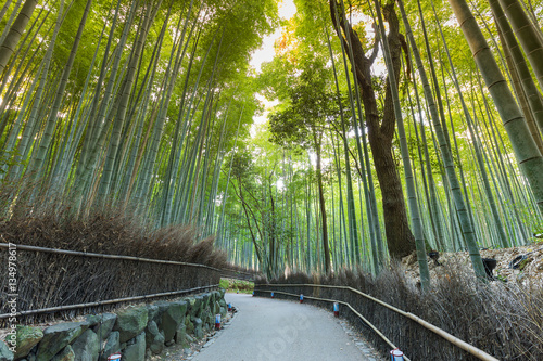 Bamboo forest walking way in Kyoto Japan