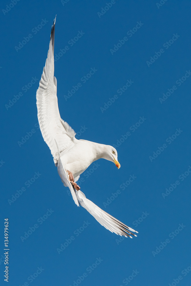Obraz premium Herring Gull, Sea Gull, Gull, Birds