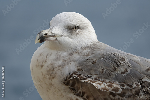 Foto Goeland