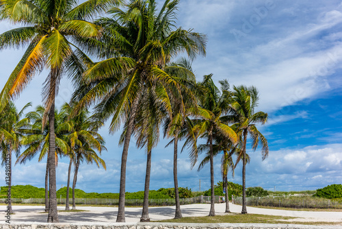 Palms and sand in Miami Beach - 2 © gdefilip