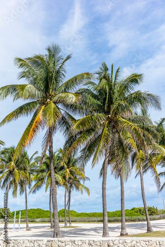 Palms and sand in Miami Beach - 3 © gdefilip