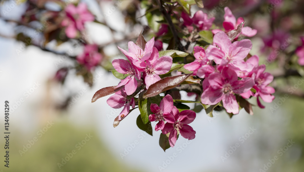 flower on the tree, flowering tree flower on the tree, flowering tree