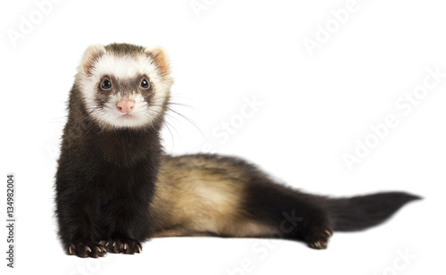 Grey ferret in full growth lies, isolated on white background