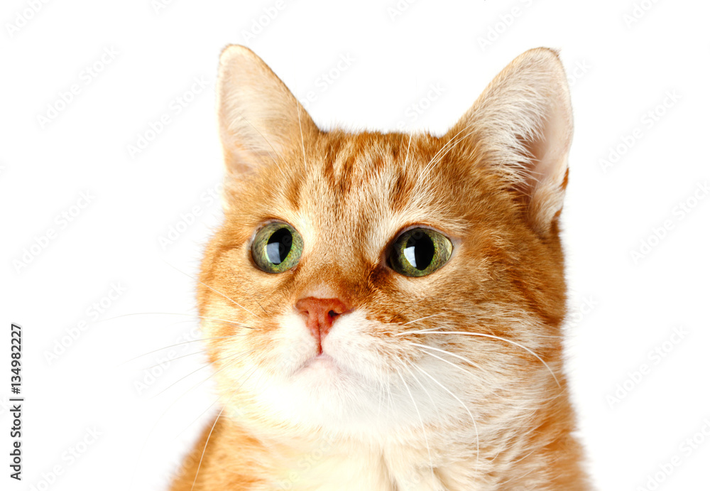 Adult red cat isolated on white background. Muzzle Adult red cat isolated on white background. Muzzle