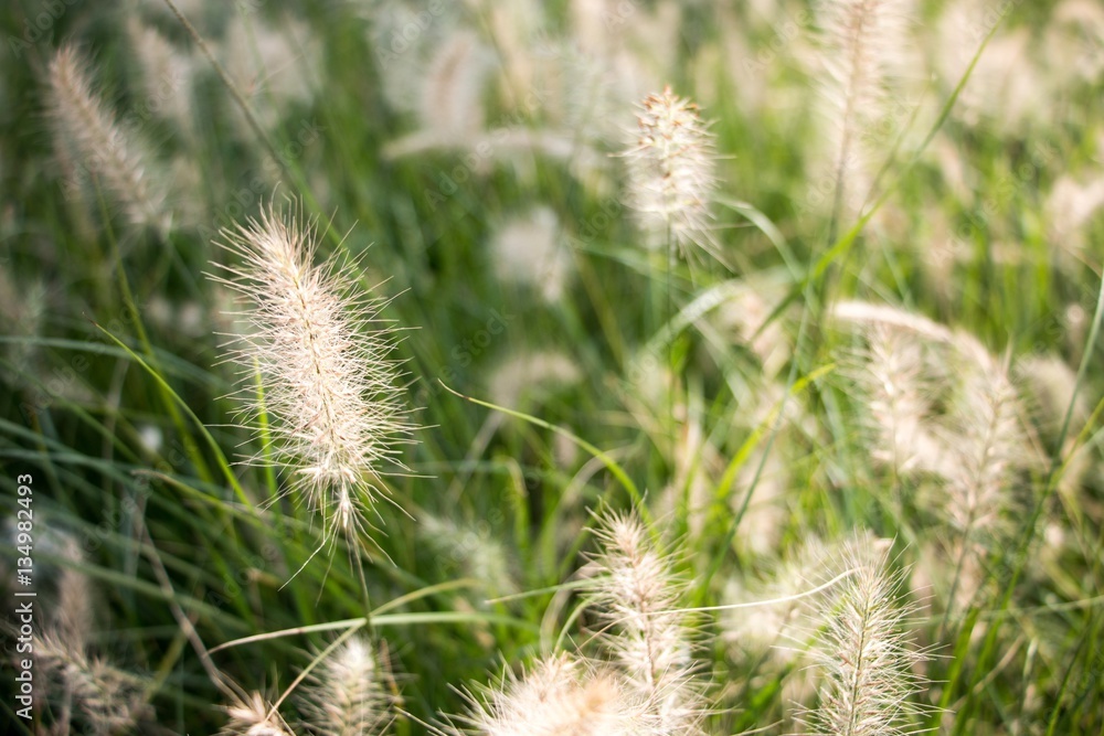 Grass flower Grass flower