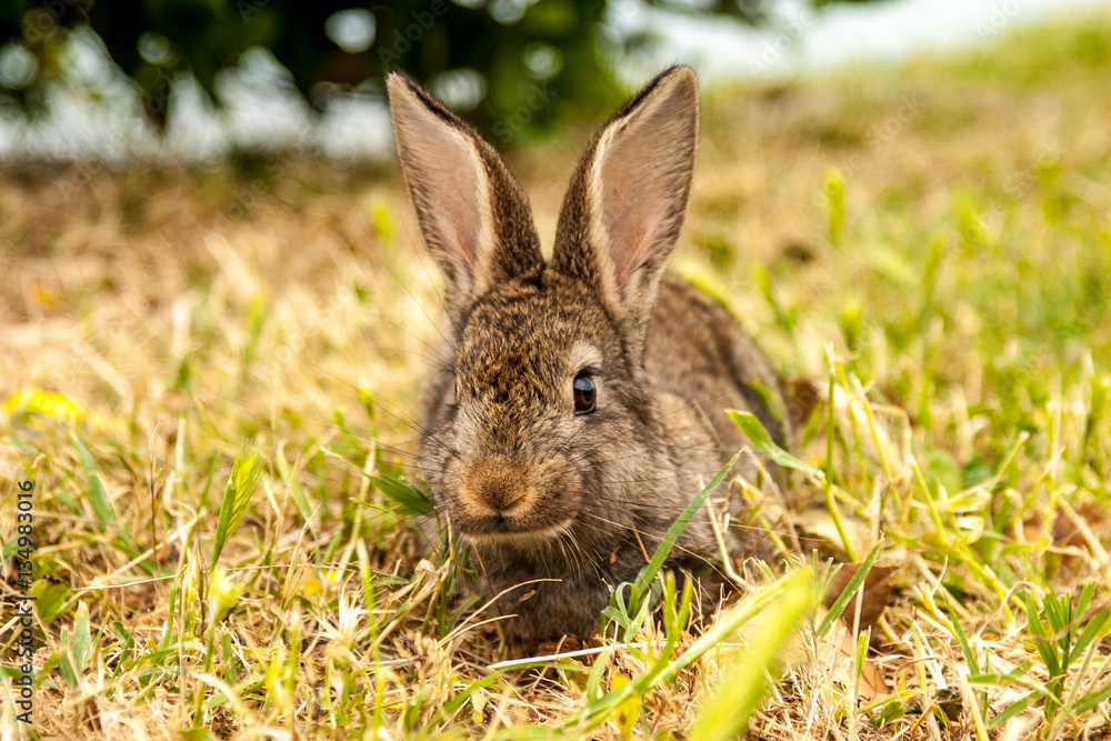 Fototapeta premium Wild bunny rabbit