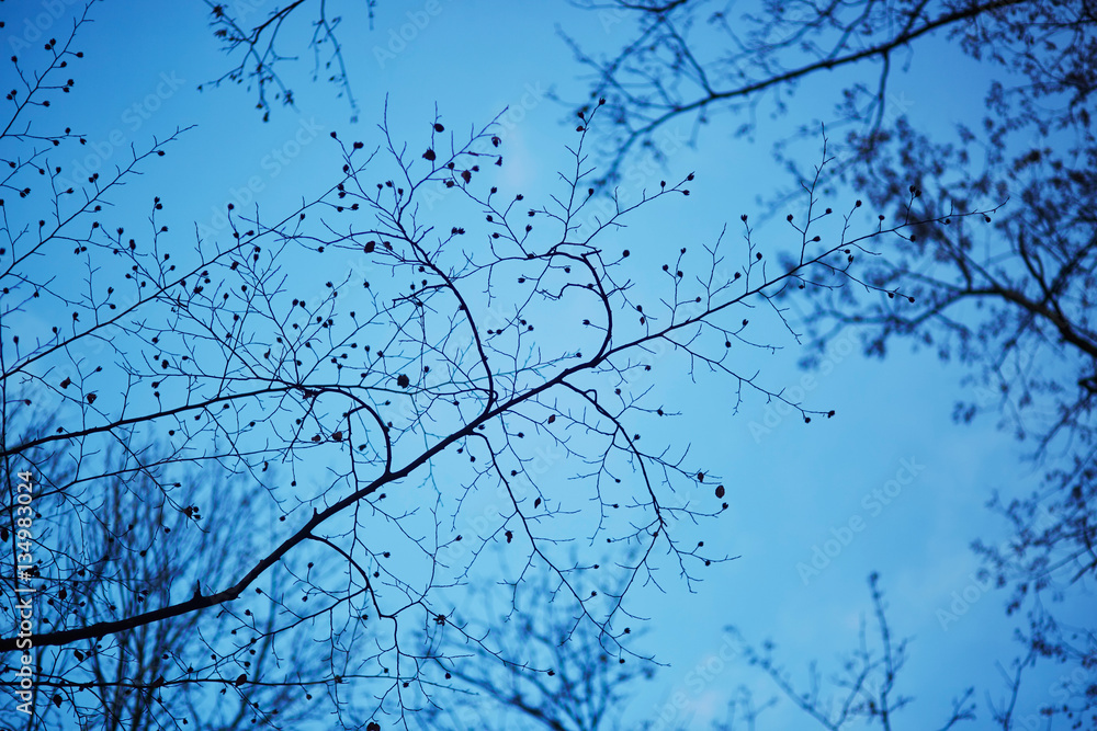 Beautiful tree branches over the blue sky Beautiful tree branches over the blue sky