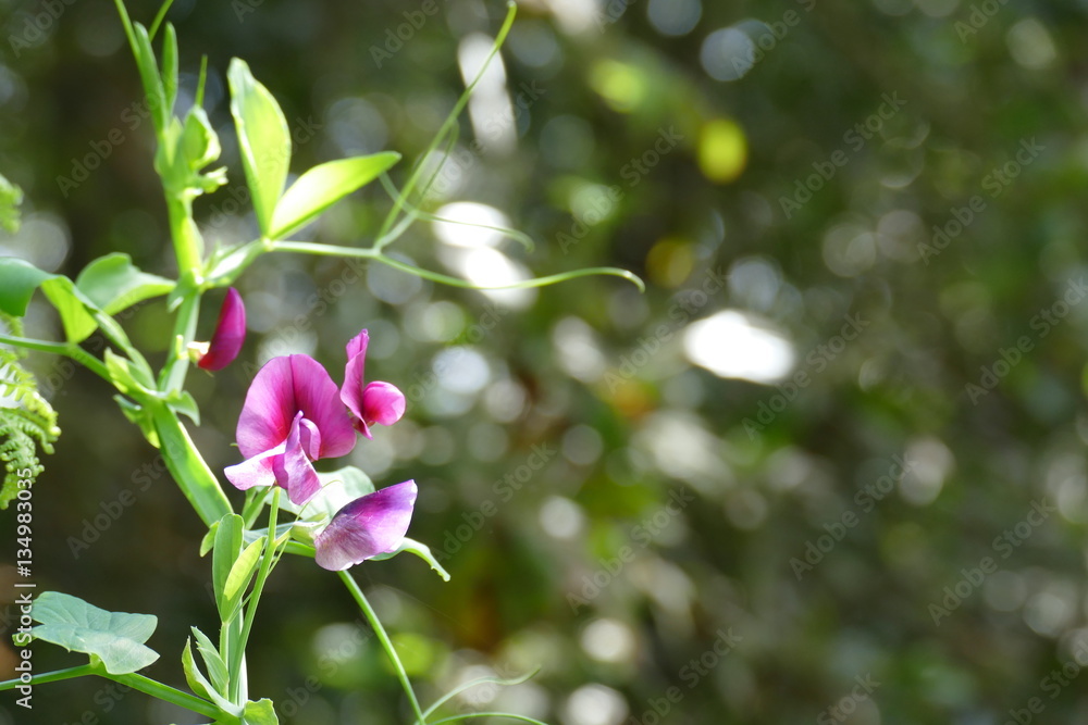 Lathyrus latifolius, die Blatterbse- am Wegesrand auf La Palma