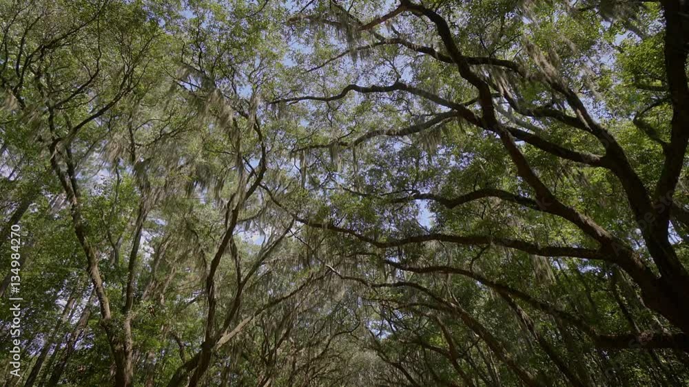 Live oak trees dripping with Spanish moss, the rural road leading to the Wormsloe Historic Site near Savannah, Chatham, Savannah, Georgia, USA, SEP 2016 Live oak trees dripping with Spanish moss, the rural road leading to the Wormsloe Historic Site near Savannah, Chatham, Savannah, Georgia, USA, SEP 2016